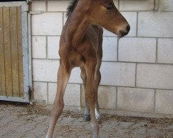dressage horse Lavatos (Württemberger, 2011, from Lavaletto)