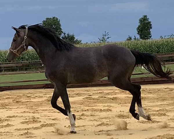 broodmare von Casall (Holsteiner, 2017, from Casall Ask)