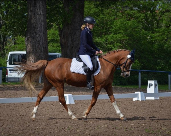 broodmare Heegkamp's Whisper (Nederlands Welsh Ridepony, 1999, from Wester Aikema's Adios)
