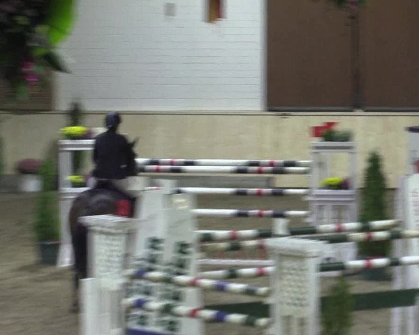 Reitturnier Hövelhof 2015