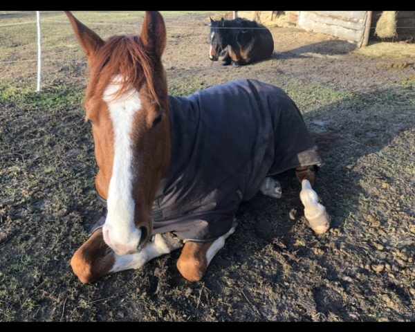 Pferd I Star (KWPN (Niederländisches Warmblut), 2013, von Big Star)