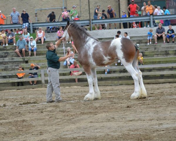 Horse Cypress Creek Prince's Fanci Pants (Clydesdale, 2011, from 2S Maxton Prince Charles)
