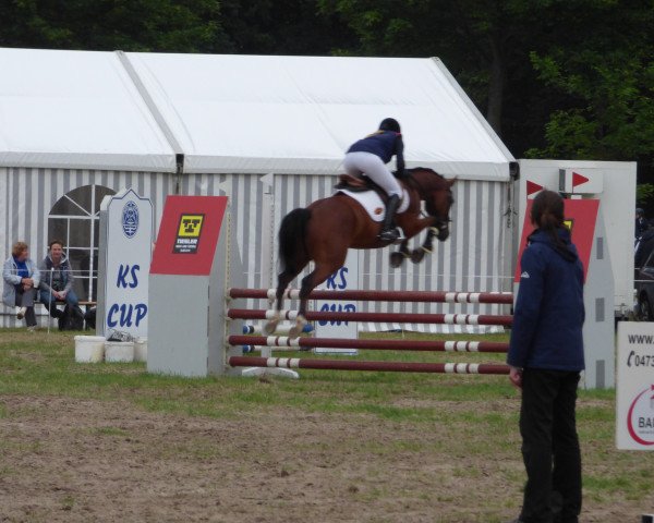 dressage horse Dubdy (German Riding Pony, 2014, from Del Estero NRW)