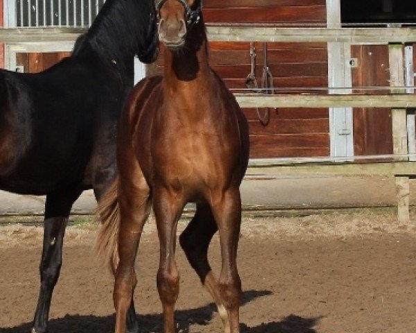 stallion Valvet (Oldenburg, 2019, from Valverde NRW)