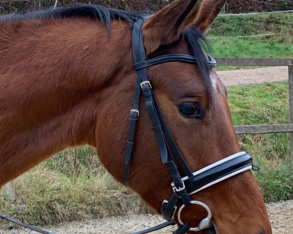 horse Montario (Trakehner, 2016, from Saint Cyr)