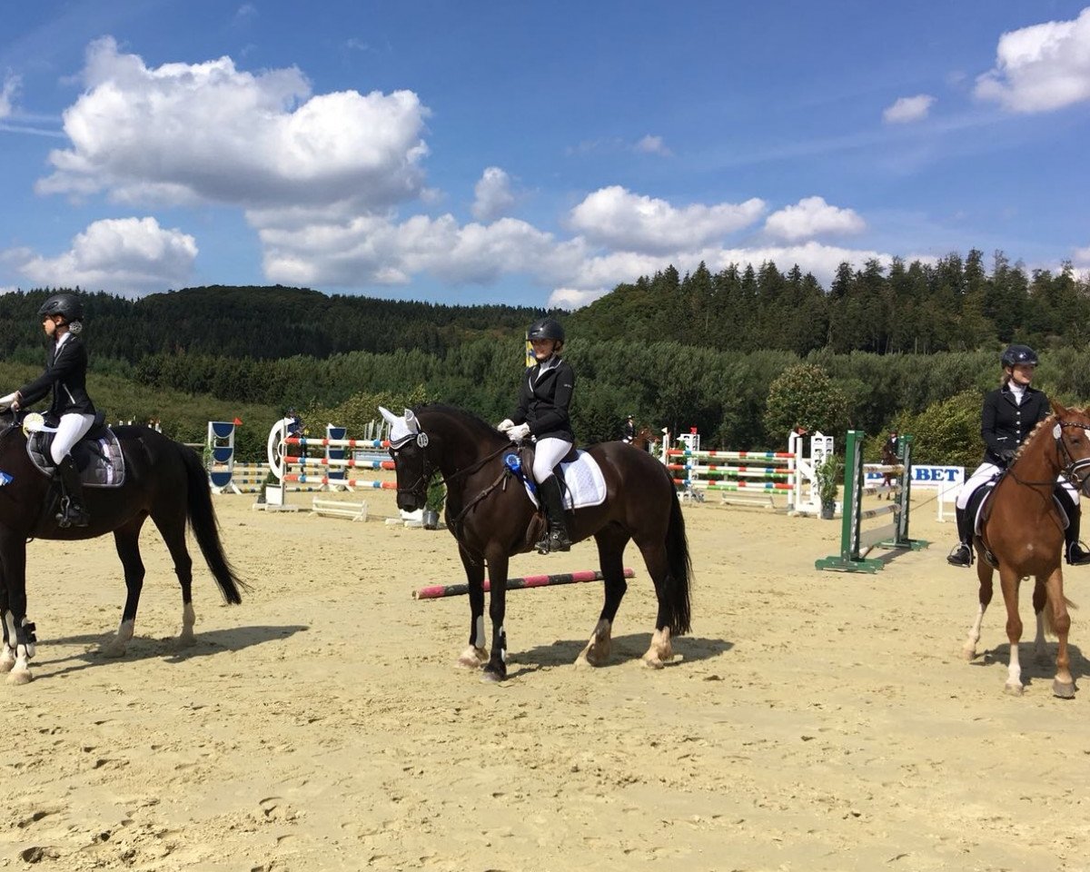 broodmare Amazing Grace 69 (Welsh-Cob (Sek. D), 2006, from Bronfoel Calon Lan)
