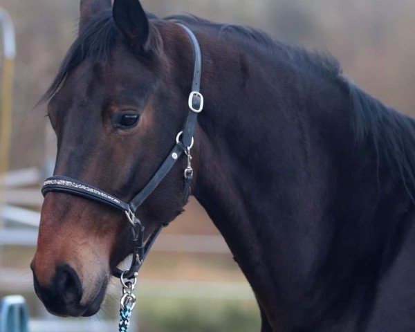 Pferd Da Vinci (Österreichisches Warmblut, 2016, von Dr. Watson)