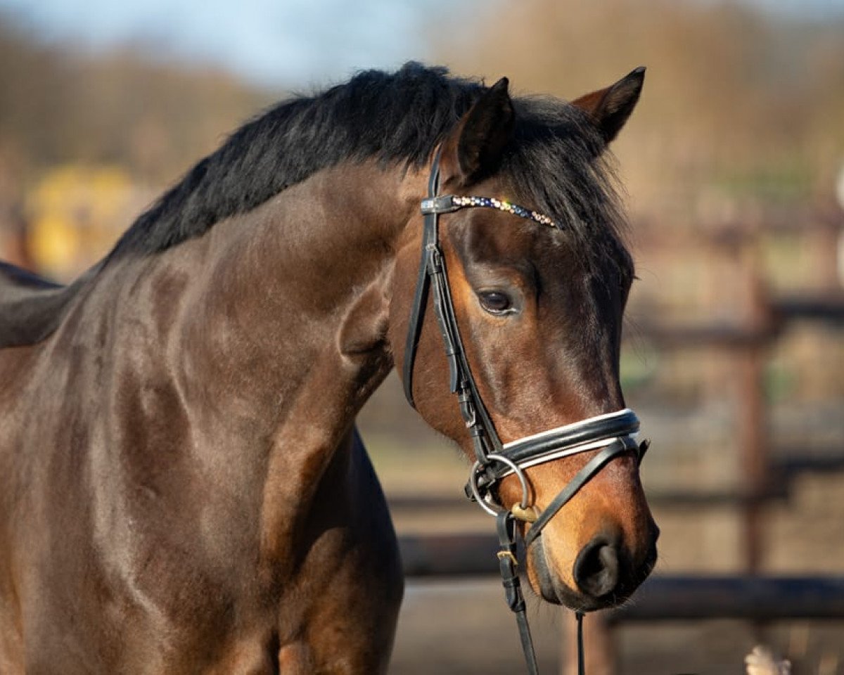 Deckhengst Dimitri DiCaprio (Deutsches Sportpferd, 2015, von Albführen's Der Kavalier)