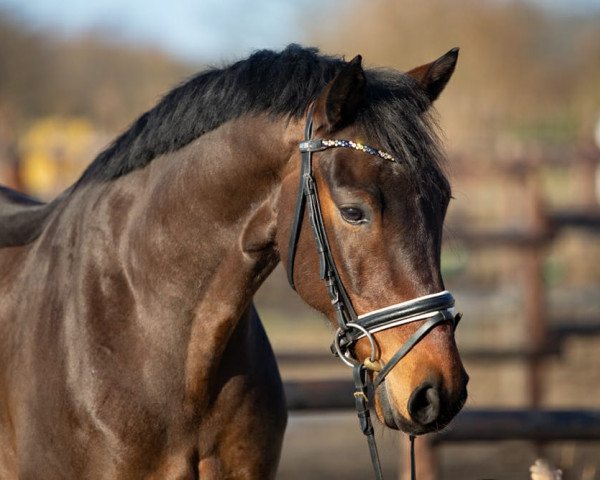 Deckhengst Dimitri DiCaprio (Deutsches Sportpferd, 2015, von Albführen's Der Kavalier)