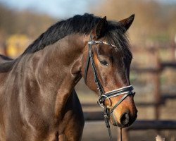 stallion Dimitri DiCaprio (German Sport Horse, 2015, from Albführen's Der Kavalier)