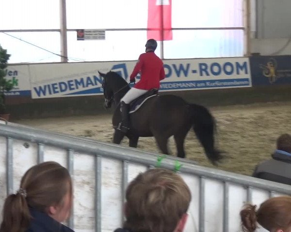 Reitturnier Pausin 2015