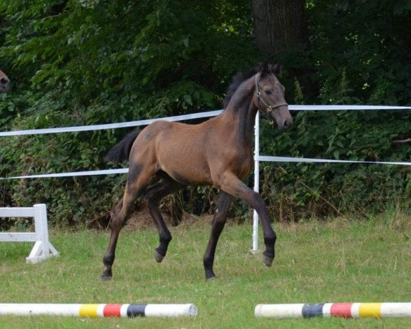 broodmare Contadora F (Westphalian, 2020, from Contact Me)