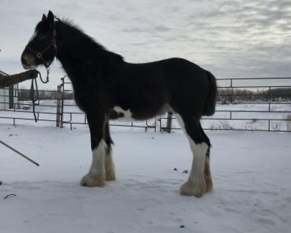horse Boulder Bluff Express (Clydesdale, 2017, from Hatfield Front Runner)