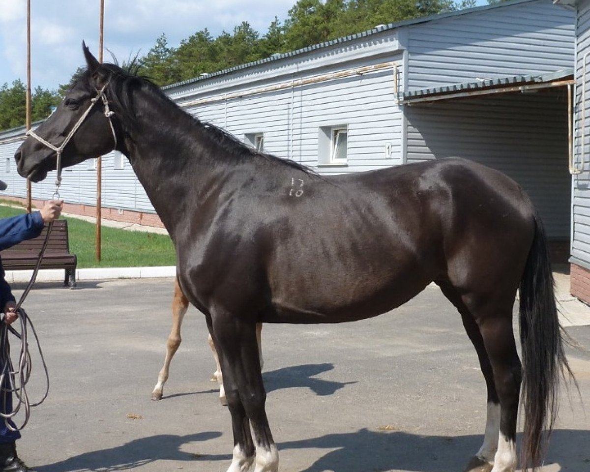 broodmare Bacha (Russian Trakehner, 2010, from Haus)