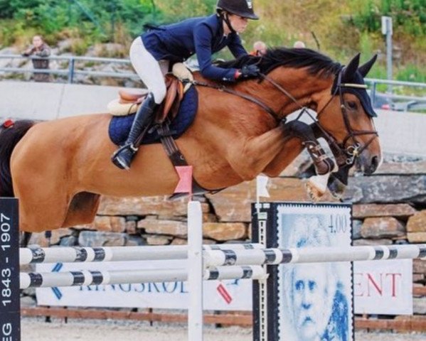 jumper Quality You Della Caccia (Italian Warmblood, 2011, from Quaprice Z)