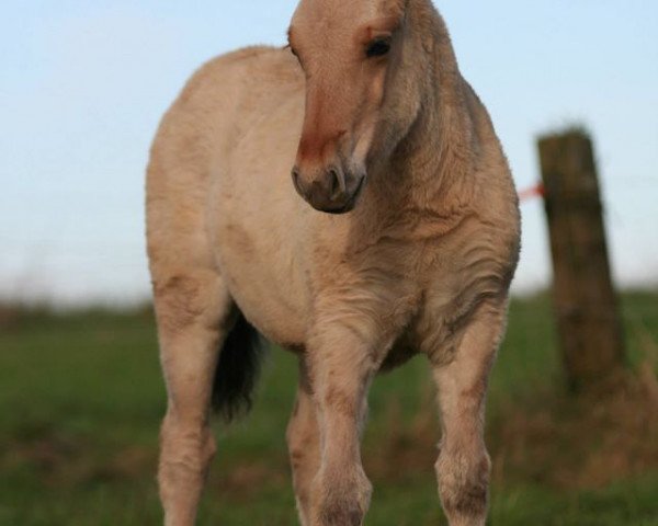 horse Liesel (Fjord Horse, 2014, from Ilmar)