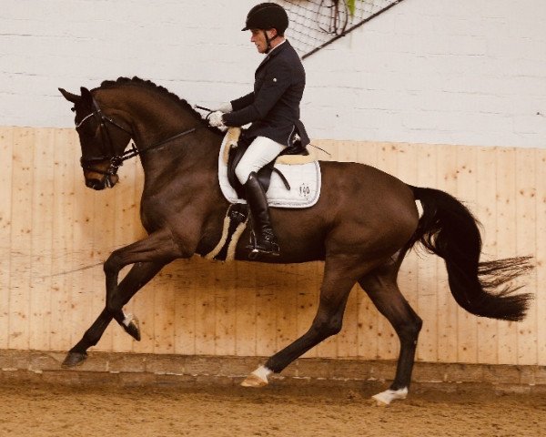 dressage horse Diorissimo 5 (Oldenburg, 2015, from De Niro)