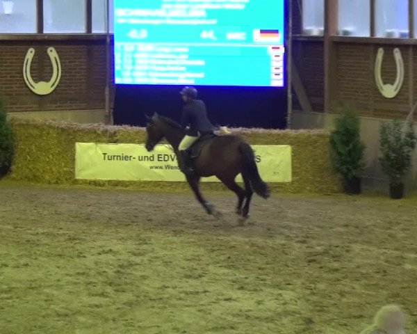 Reitturnier Köln-Leverkusen 2015