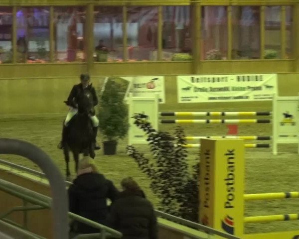 Reitturnier Köln-Leverkusen 2015