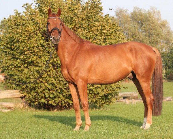 jumper Contador S (Rhinelander, 2013, from L.b. Casanova)
