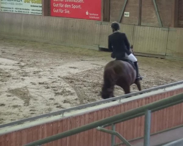 Reitturnier Köln-Leverkusen 2015