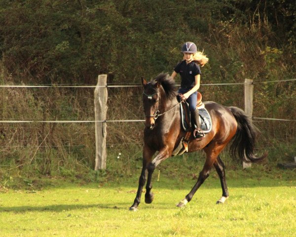 jumper Rebell FWS (Westphalian, 2004, from Rapolino)