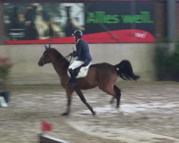 Reitturnier Köln-Leverkusen 2015
