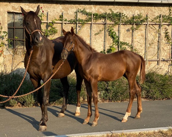 Pferd Vinneur (Oldenburger, 2020, von Vainqueur)