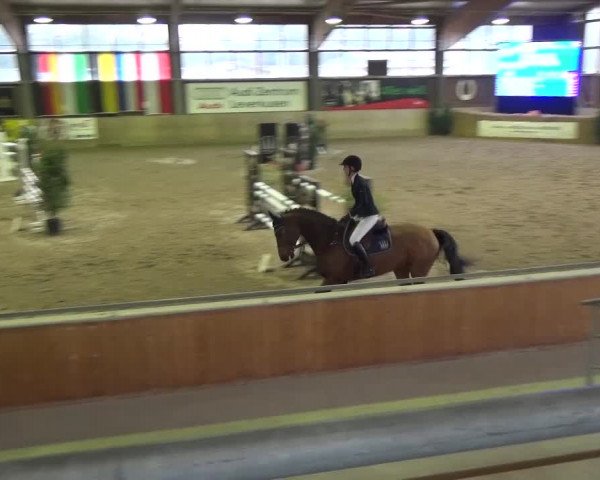 Reitturnier Köln-Leverkusen 2015