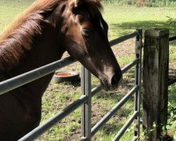 horse Asgard's Dakira (Oldenburg, 2019, from Asgard's Ibiza)