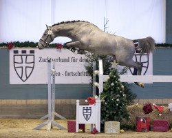 stallion Cornet's Braveheart (Westphalian, 2017, from Cornet Obolensky)