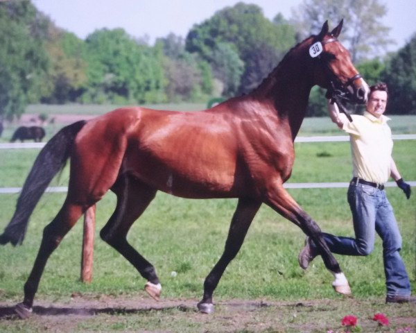 broodmare Quaidty B (Hanoverian, 2009, from FRH Quaid)