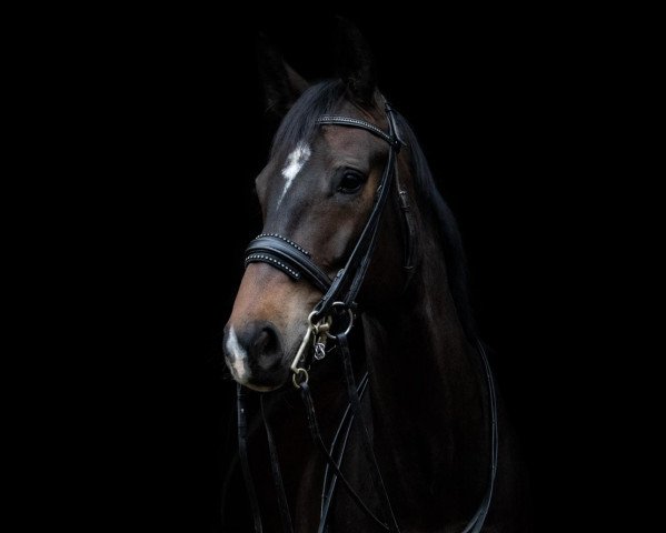 dressage horse Banou (Oldenburg, 2014, from Bordeaux 28)