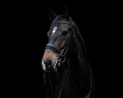 dressage horse Banou (Oldenburg, 2014, from Bordeaux 28)