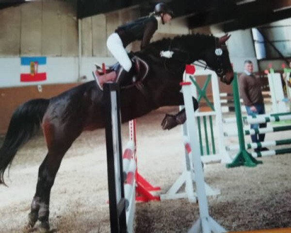 jumper Harley 106 (German Riding Pony, 2005, from Heartbreaker)