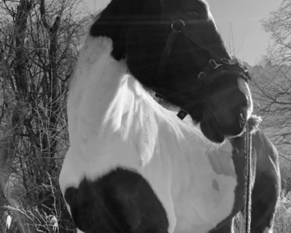 Springpferd Ilario A. (Westfale, 2011, von Ismo) Springpferd Ilario A. (Westfale, 2011, von Ismo)