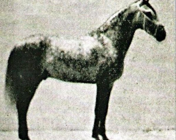 stallion Zaragozano III (Pura Raza Espanola (PRE), 1953, from Bombardino) stallion Zaragozano III (Pura Raza Espanola (PRE), 1953, from Bombardino)