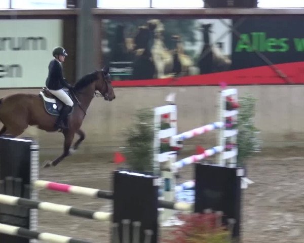 Reitturnier Köln-Leverkusen 2015