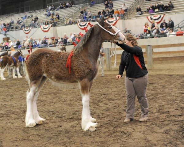 broodmare Alamar HW Nora (Clydesdale, 2019, from Hatfield Winchester)