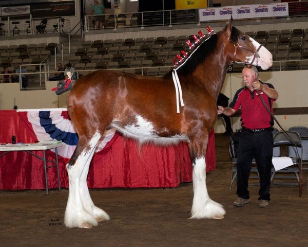 broodmare Anderson's Alana (Clydesdale, 2018, from Thorpe Hill Royale) broodmare Anderson's Alana (Clydesdale, 2018, from Thorpe Hill Royale)