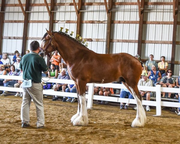 stallion Alamar HR Bud (Clydesdale, 2018, from Hatfield Remington) stallion Alamar HR Bud (Clydesdale, 2018, from Hatfield Remington)