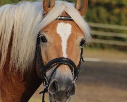 broodmare Mila (3,95% ox) (Edelbluthaflinger, 2013, from No Time (6,25% ox))