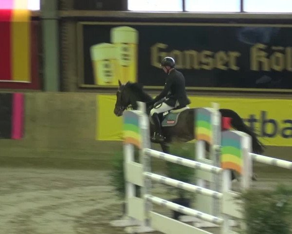 Reitturnier Köln-Leverkusen 2015