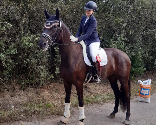 dressage horse First Faible 2 (Oldenburg, 2015, from Florenz 71)