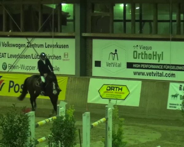 Reitturnier Köln-Leverkusen 2015