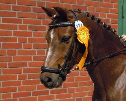 Dressurpferd Sir Merlin (Pony ohne Rassebezeichnung, 1995)