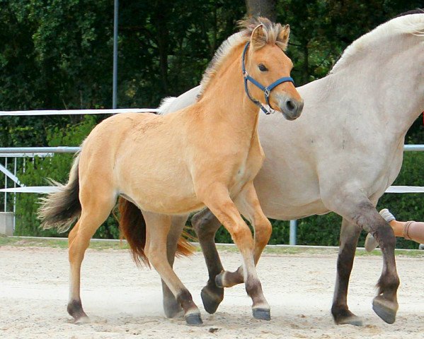 horse Akazie (Fjord Horse, 2020, from Kjartan)