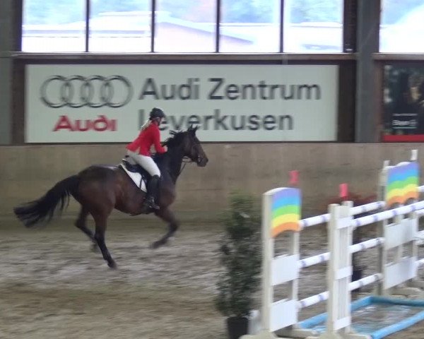 Reitturnier Köln-Leverkusen 2015