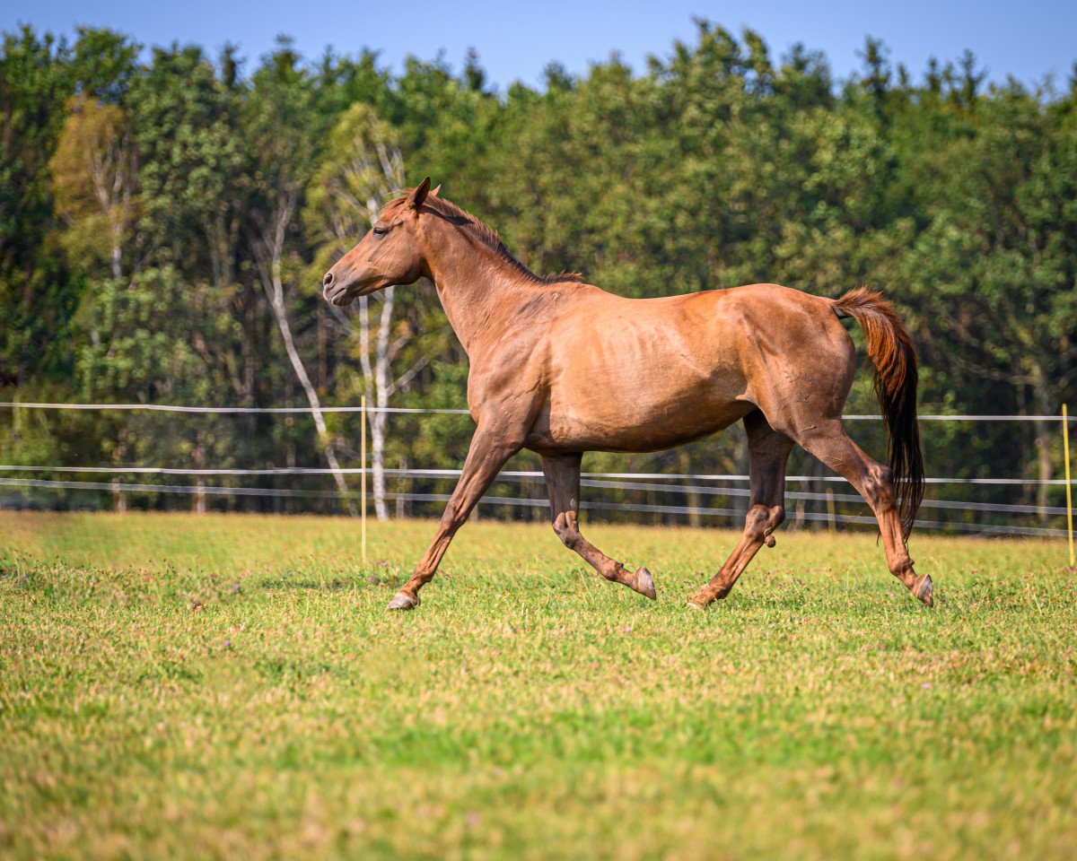 Zuchtstute Highness (Trakehner, 2005, von Hertug)