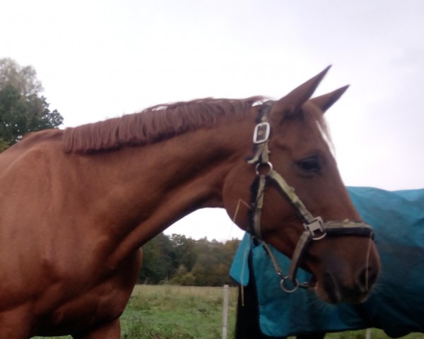 Zuchtstute Olina Diva (Trakehner, 2010, von Dramatiker)